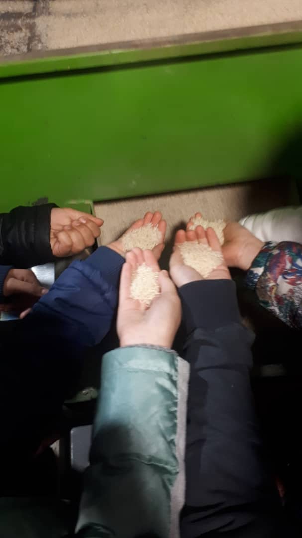 بازدید دختران ششم از کارخانه برنجکوبی